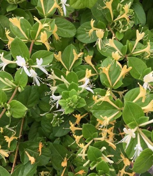 Lonicera japonica 'Halls prolific'